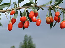 bayas de goji en la planta