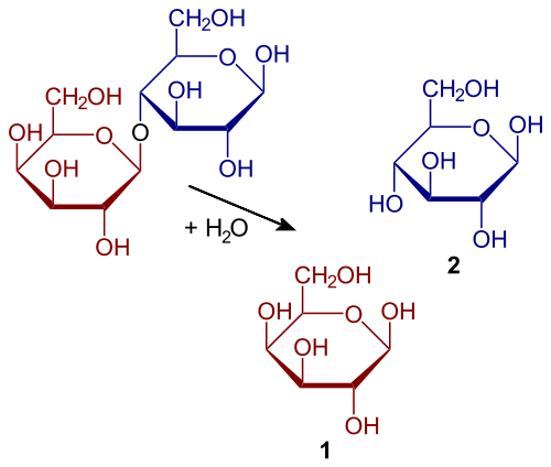 digestión de la lactosa en glucosa y galactosa