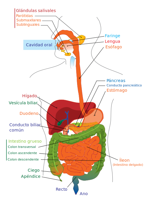 esquema del sistema digestivo para entender la ubicación de la flora intestinal