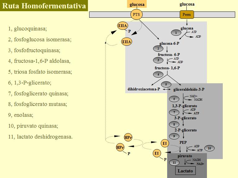 Esquema de la fermentación homoláctica