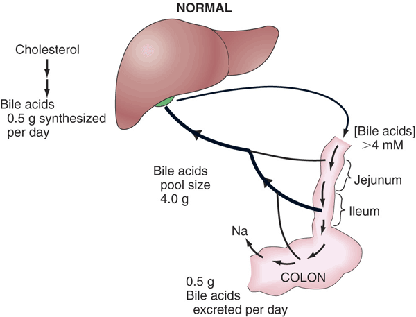 circuito enterohepático de reabsorción de las sales biliares